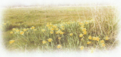 Picture, Group of Daffodils
